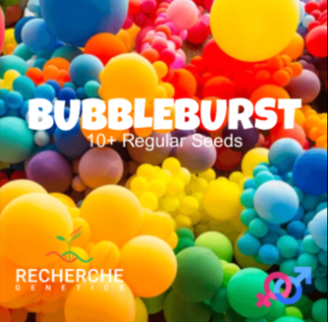 Bubble Burst (R) - Recherche Genetics